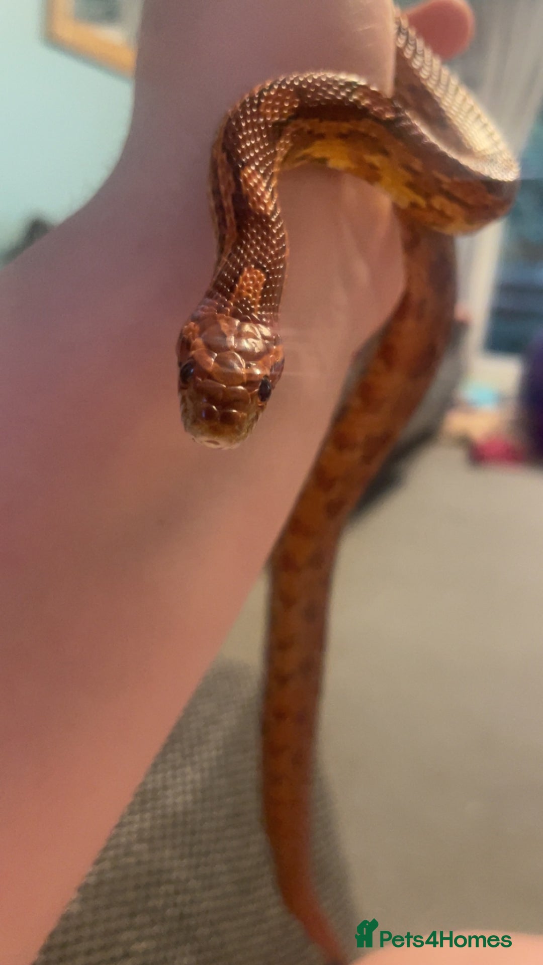 Corn Snake reptiles for sale: Corn Snake  - Advert 3