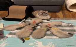 Ragdoll cats for sale: 6 beautiful PURE ragdolls - Image 14