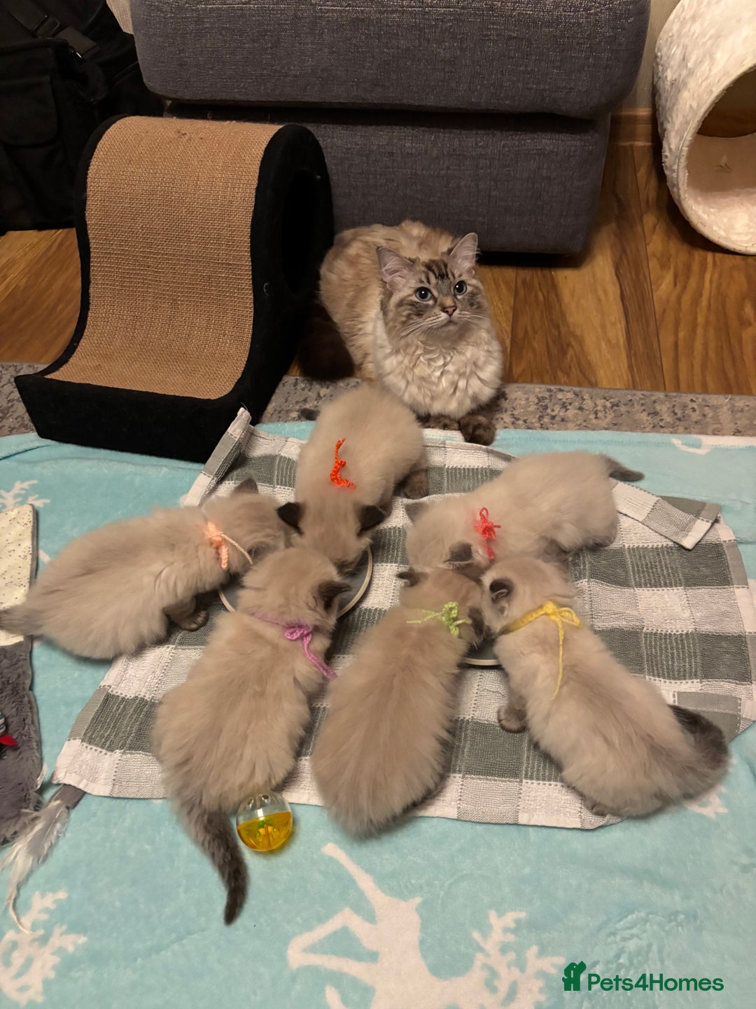 Ragdoll cats for sale: 6 beautiful PURE ragdolls - Image 14