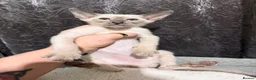 Siamese cats for sale: 5 adorable Siamese kittens available  - Advert 8