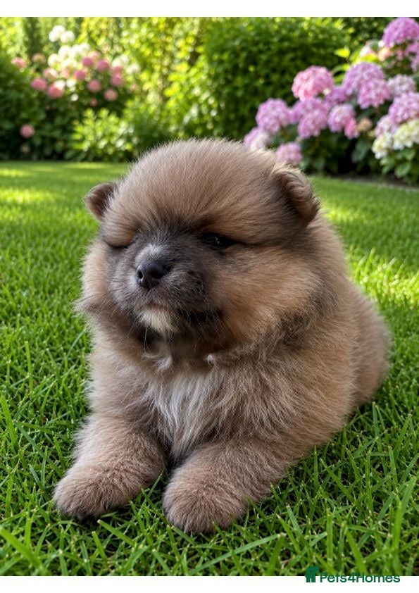 Pomeranian dogs Stunning KC Registered Small Pomeranian Puppies - Advert 9