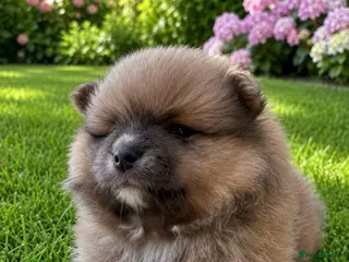 Pomeranian dogs Stunning KC Registered Small Pomeranian Puppies - Advert 1