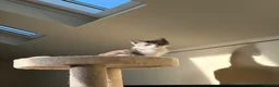 Mixed Breed cats for sale: Sweet Kitten Looking for a Loving Forever Home - Advert 4