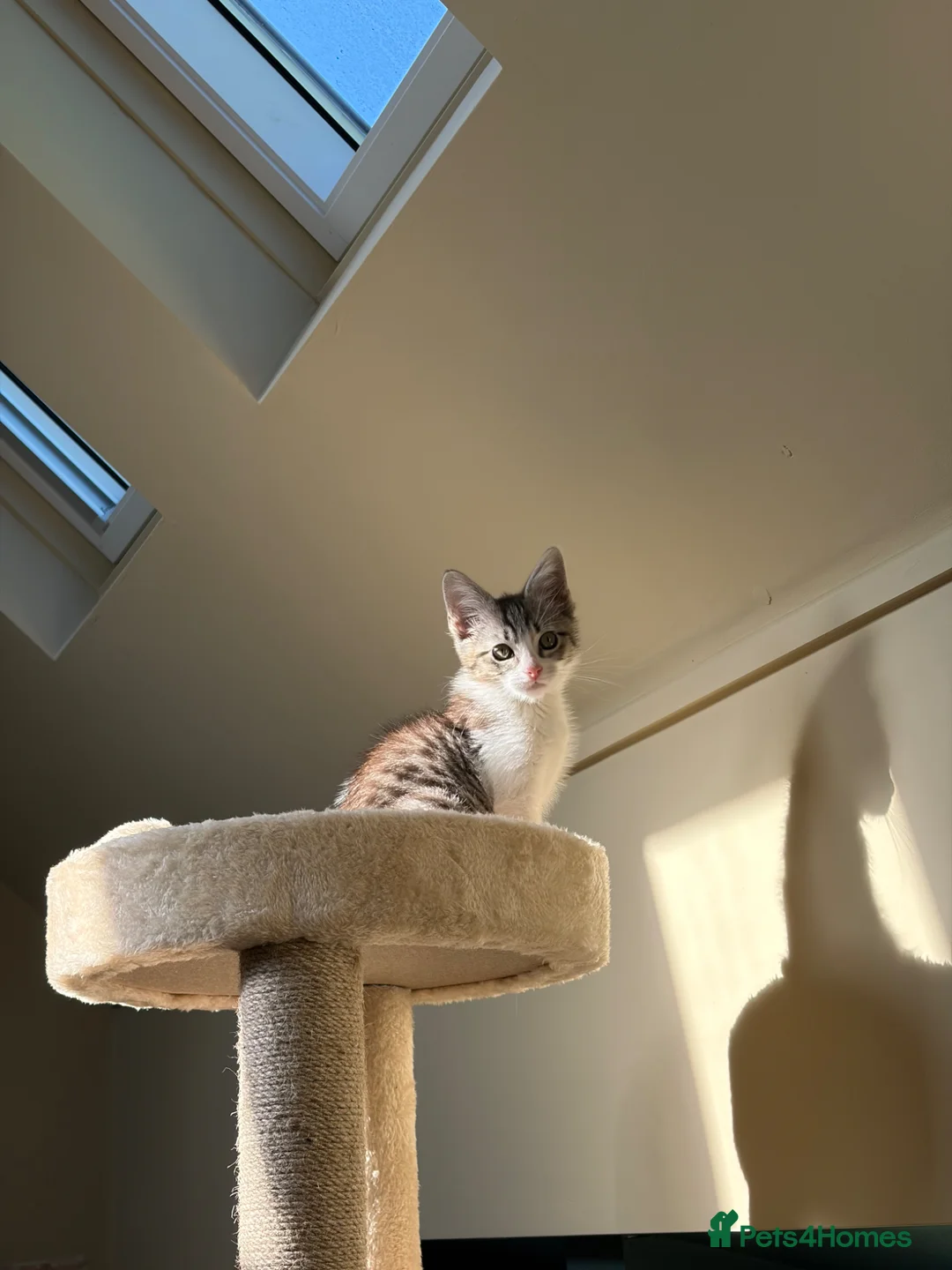 Mixed Breed cats for sale: Sweet Kitten Looking for a Loving Forever Home - Advert 4