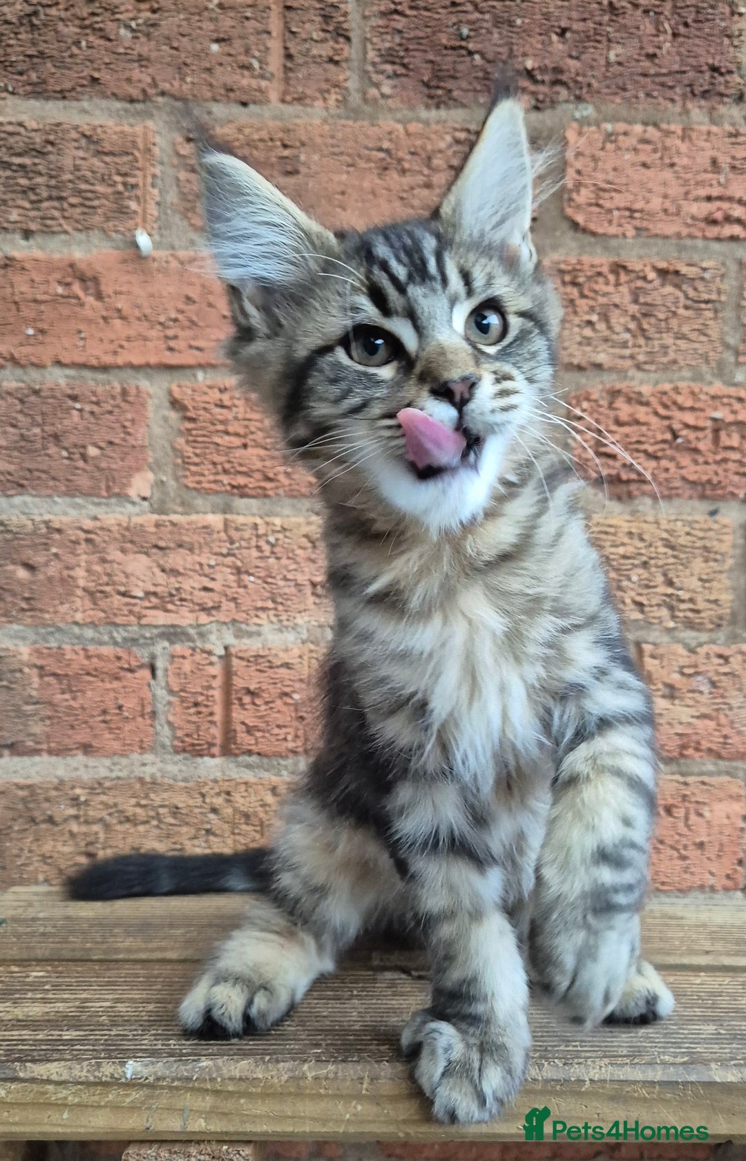 Maine Coon cats for sale: 2 Boys 3 girls Maine Coones kittens - Advert 18