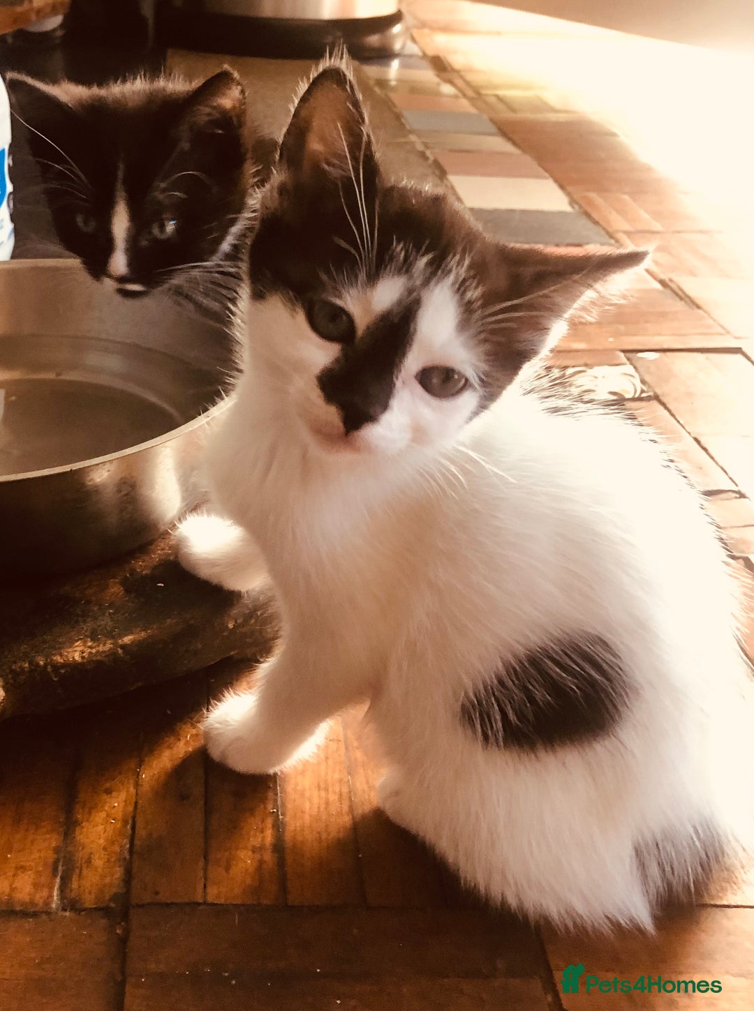 Mixed Breed cats for sale: Kittens  - Image 17