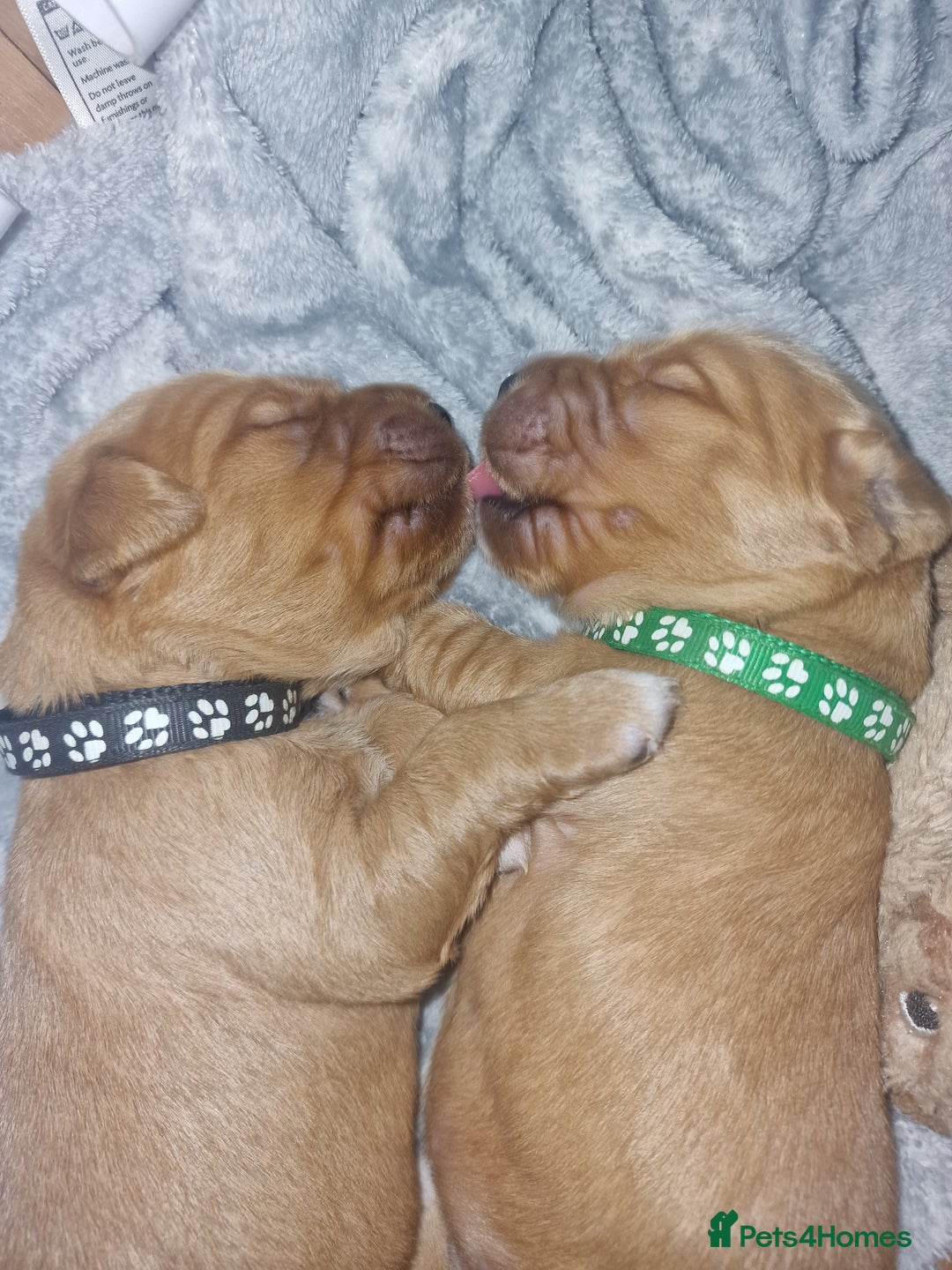 Golden Retriever dogs for sale: Beautiful KC-Registered Golden Retriever Puppies - Advert 19