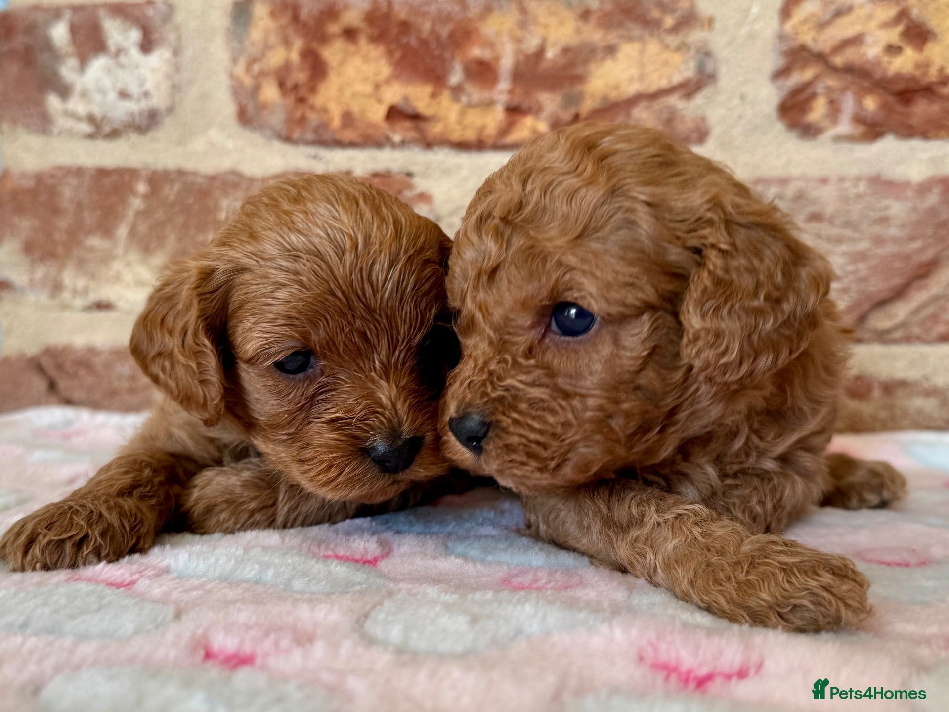 Cavapoo dogs F1b Cavapoo females 🩷🧡 - Advert 2