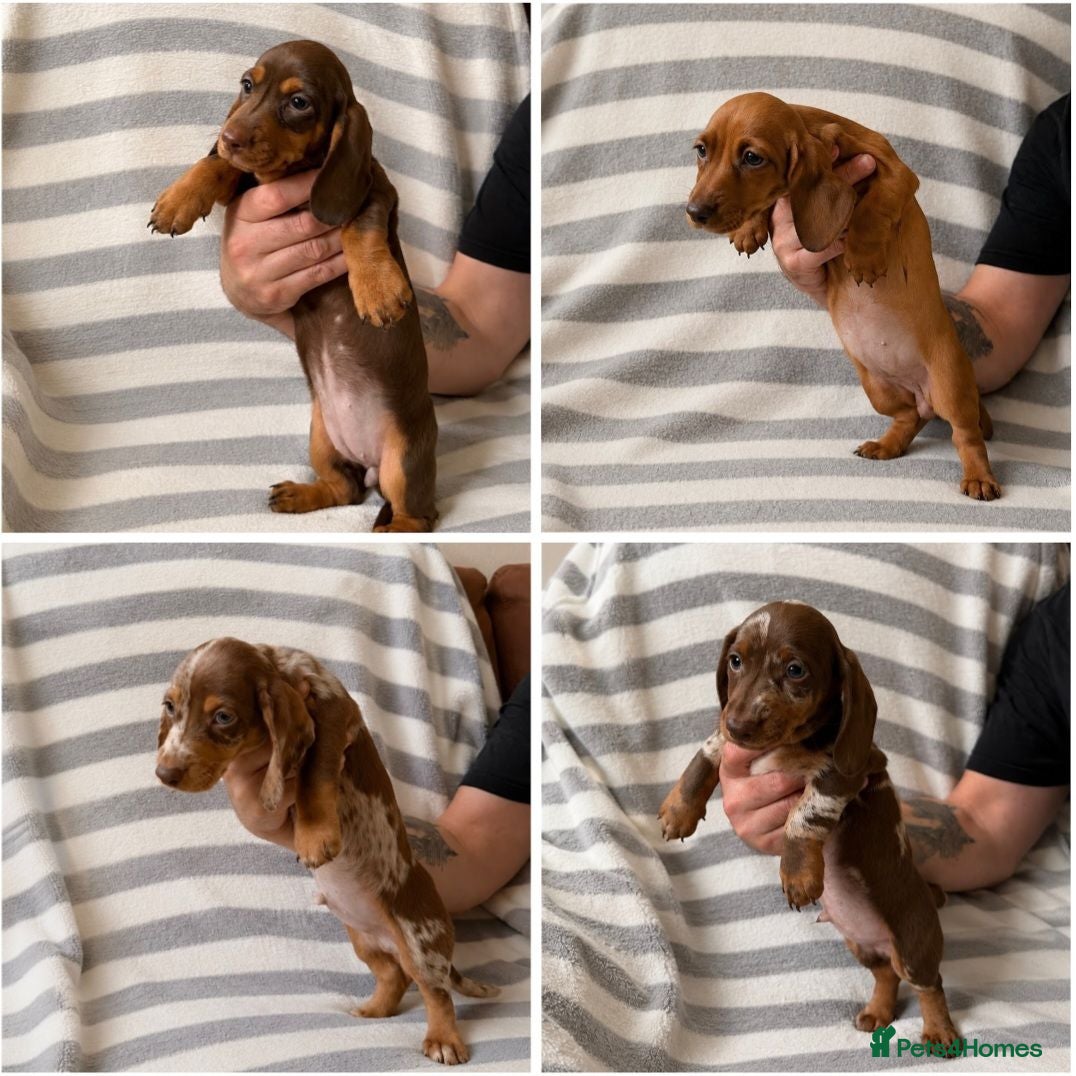 Dachshund dogs Dachsund puppies - Advert 6