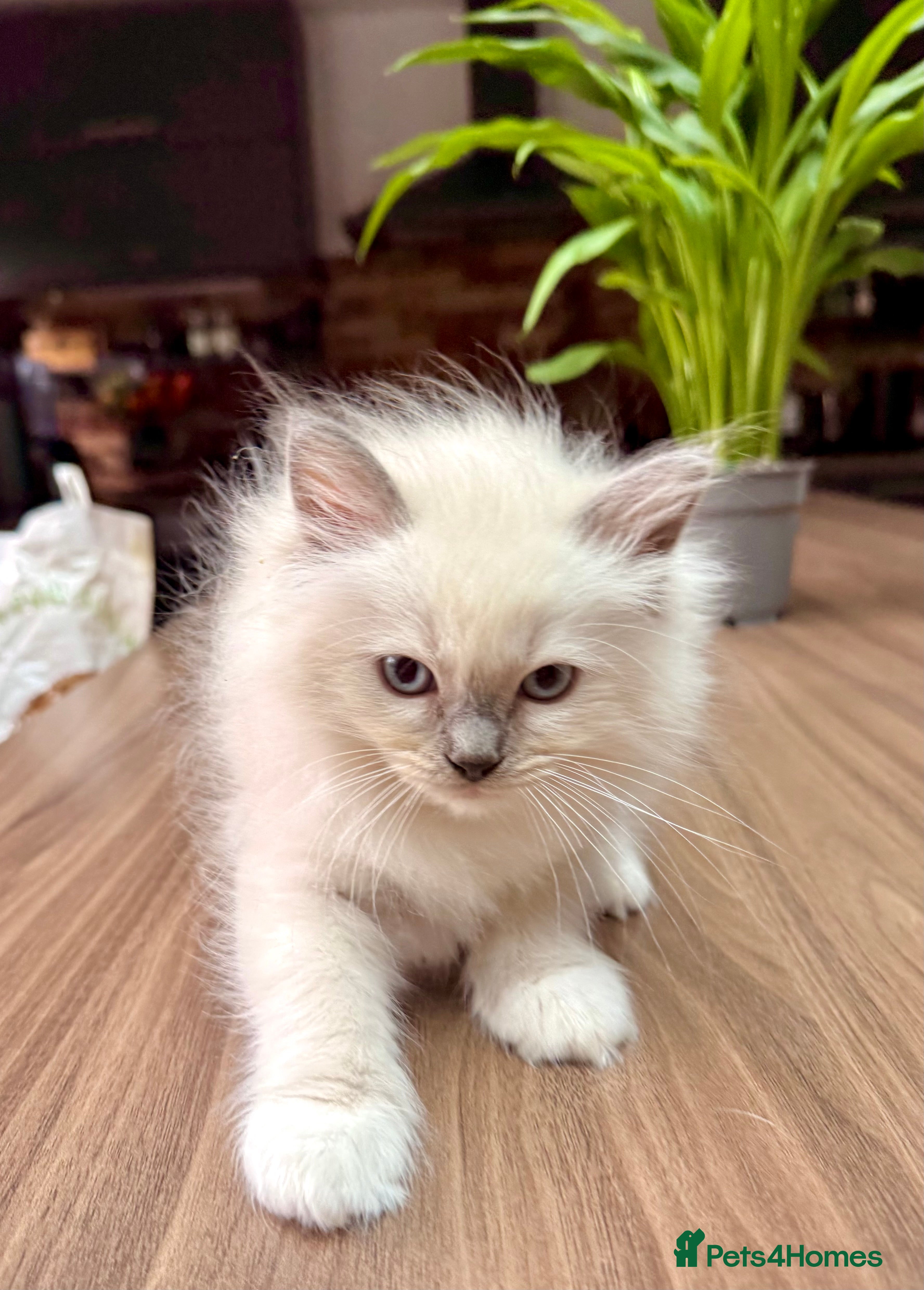 Ragdoll cats 🏆Sired by Imperial Grand Champion TICA REGISTERED - Advert 2