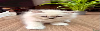 Hugo