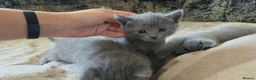Russian Blue cats for sale: TICA full pedigree RUSSIAN BLUE kittens  - Advert 6