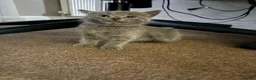 British Shorthair cats for sale: Kittens ready to leave  in Southall - Advert 4