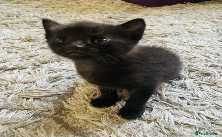Russian Blue cats - Advert 2