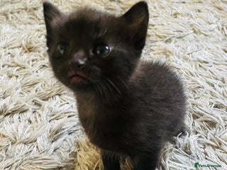 Russian Blue cats - Advert 23