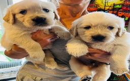 Golden Retriever dogs for sale: 8 Outstanding Chunky Cream Golden Puppies  - Image 7