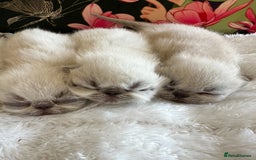 Exotic cats for sale: Last Remaining Exotic Shorthair Boy - Image 13