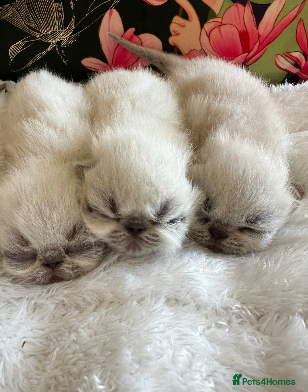 Exotic cats for sale: Last Remaining Exotic Shorthair Boy - Image 13