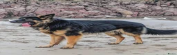 German Shepherd dogs for stud: For Stud Only Charlie  - Advert 6