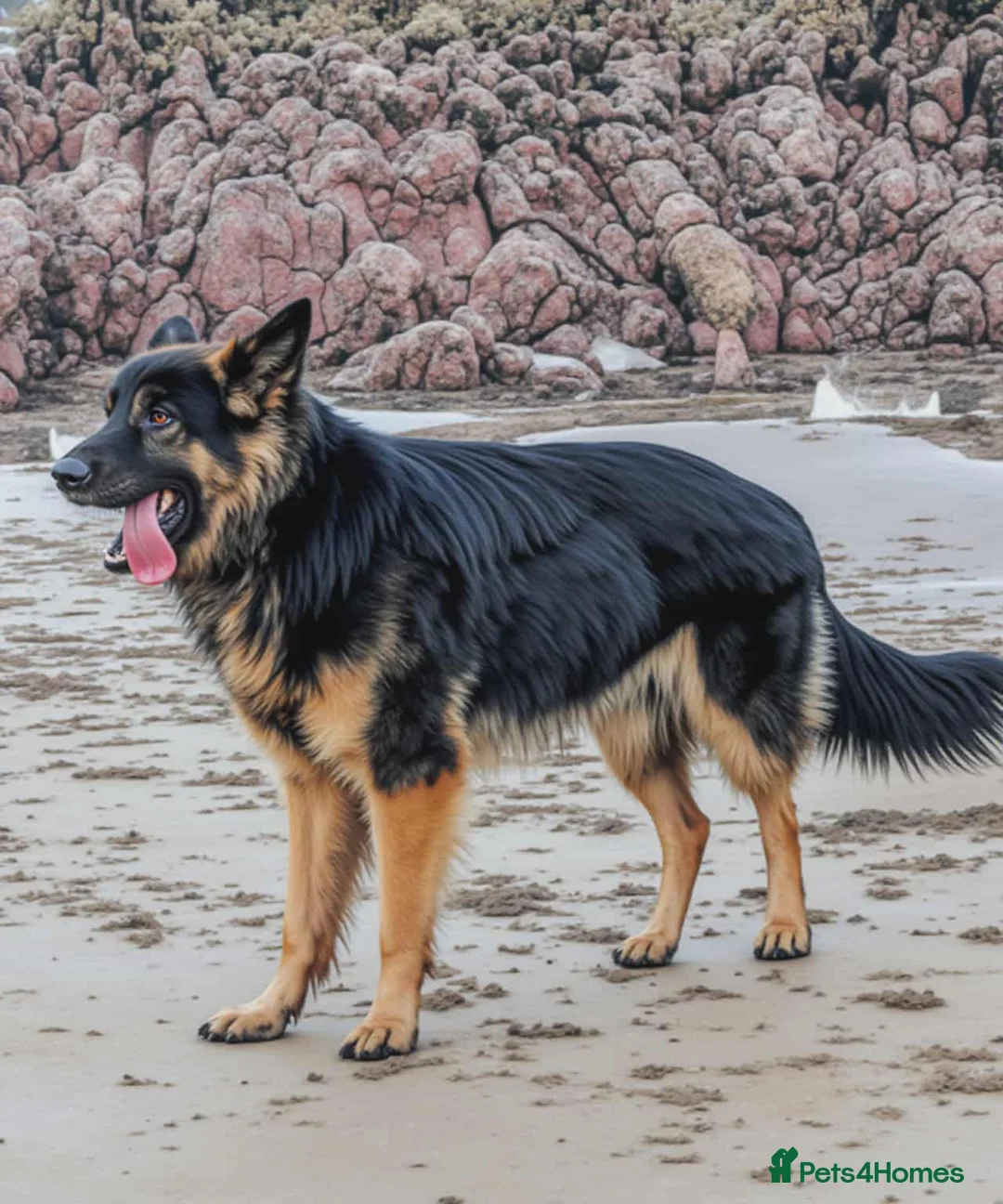 German Shepherd dogs for stud: For Stud Only Charlie  - Advert 6