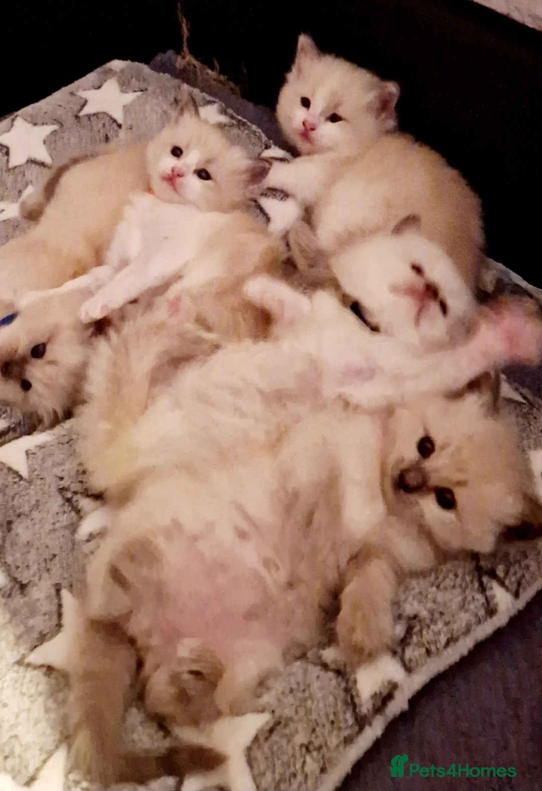 Ragdoll cats for stud: *stud*Gccf & tica entire active bluepoint ragdoll in Oldham - Advert 28