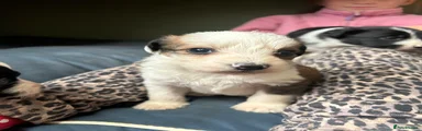Bordoodle 2