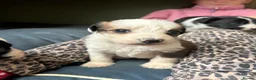 Bordoodle dogs for sale: Gorgeous Collie cross Poodle - Advert 7