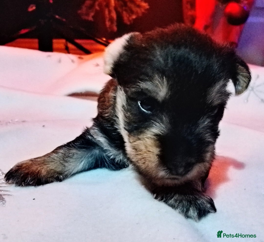 Mixed Breed dogs for sale: Schnauzer cross - Advert 4