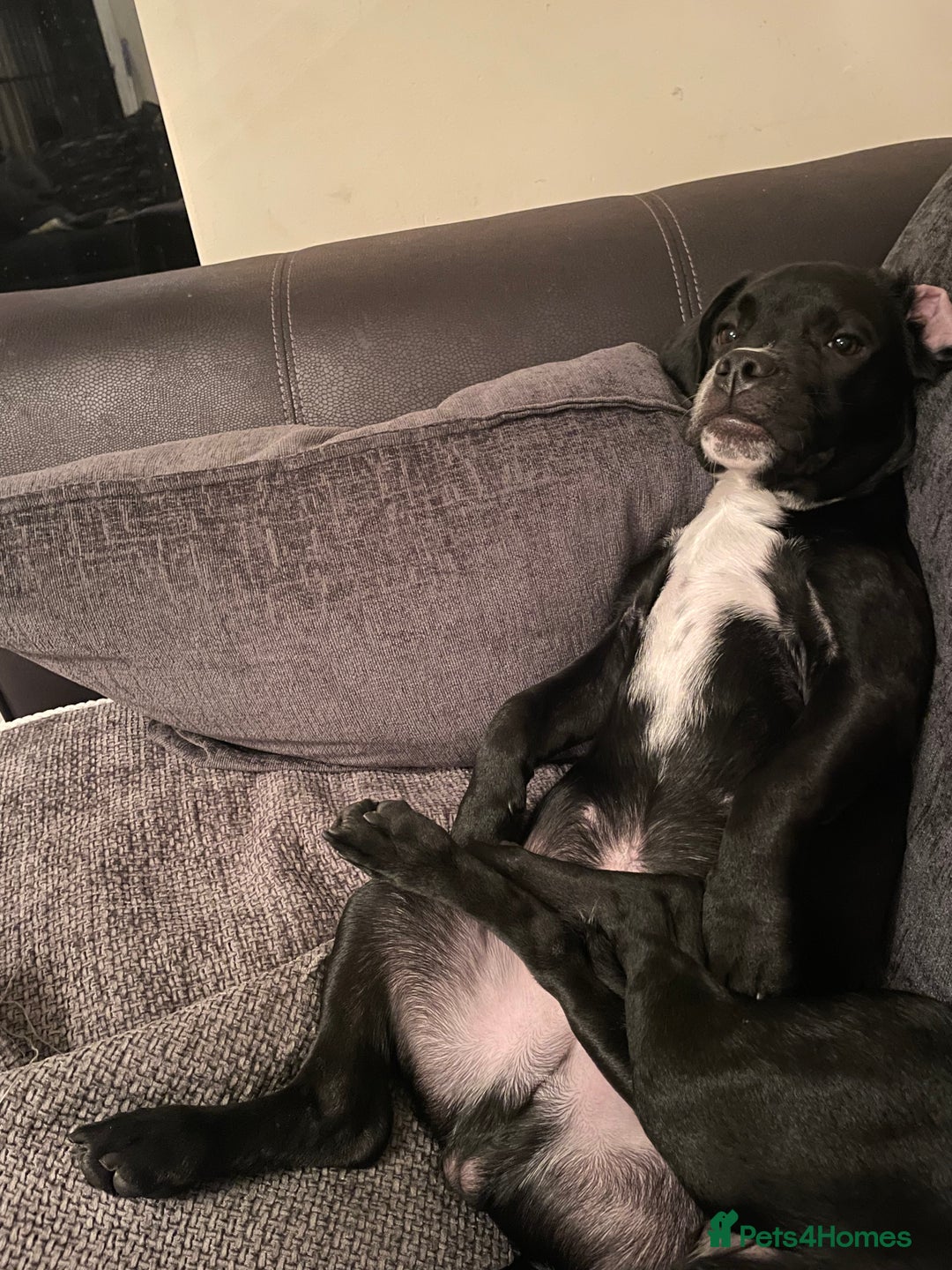 Mixed Breed dogs for sale: Ronnie and Reggie  - Advert 15