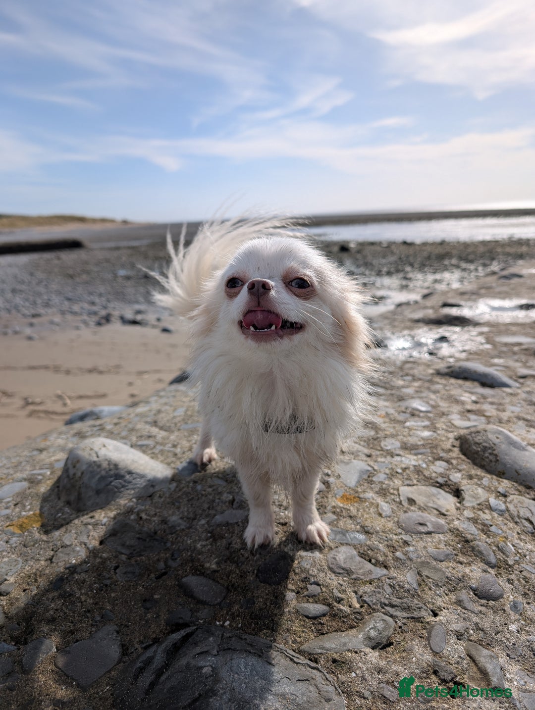 Chihuahua dogs for sale: 2 year old Small cream chihuahua boy - Image 2