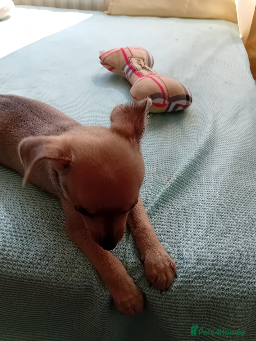 Miniature Pinscher dogs for sale: Mini pinscher for sele  - Image 21