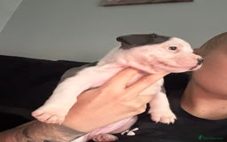 Mixed Breed dogs for sale: 5 week old staffie pups for sale - Image 13