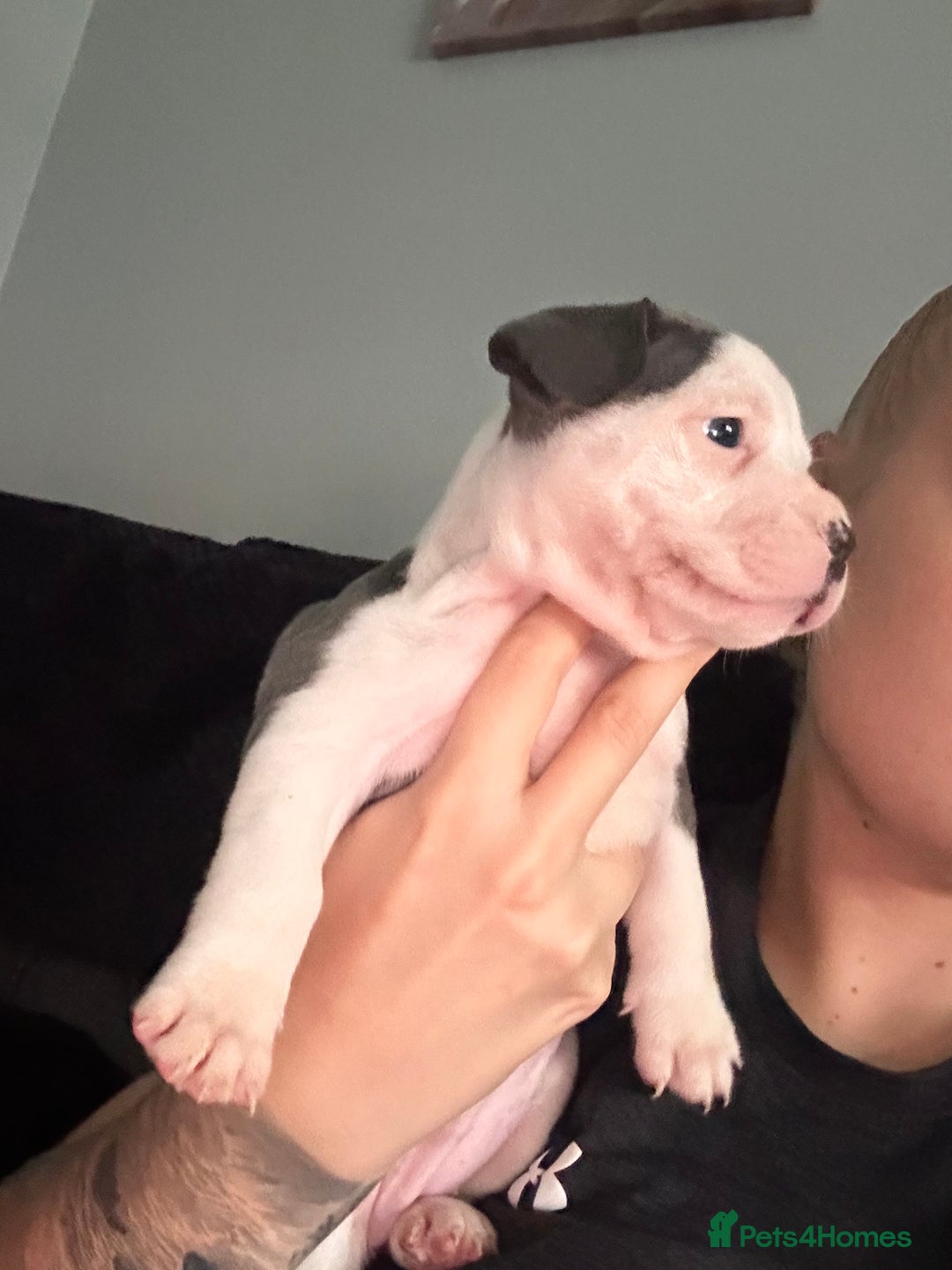 Mixed Breed dogs for sale: 5 week old staffie pups for sale - Image 13