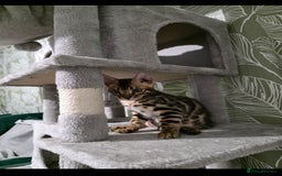Bengal cats for sale: Mr bengal Urgent  - Image 7