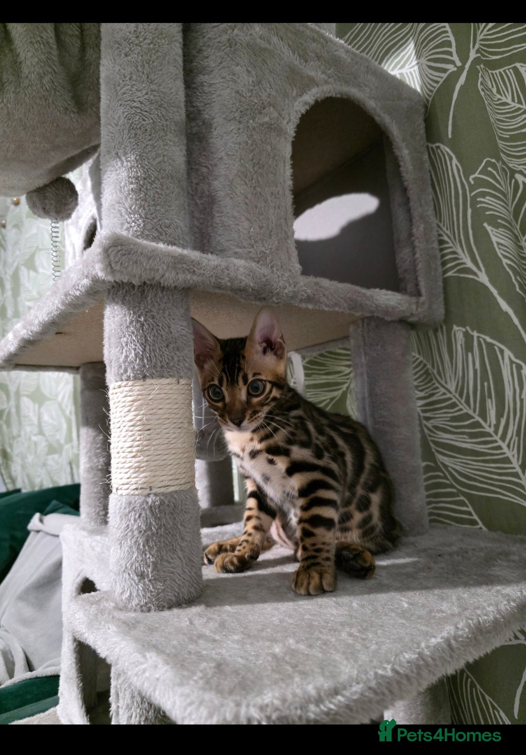 Bengal cats for sale: Mr bengal Urgent  - Image 7