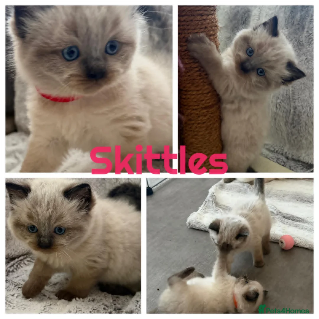 Ragdoll cats for stud: Exceptional GCCF Ragdoll - Advert 6