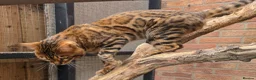 Bengal cats for stud: Adorable pure Bengal boy❤️ for stud - Advert 5