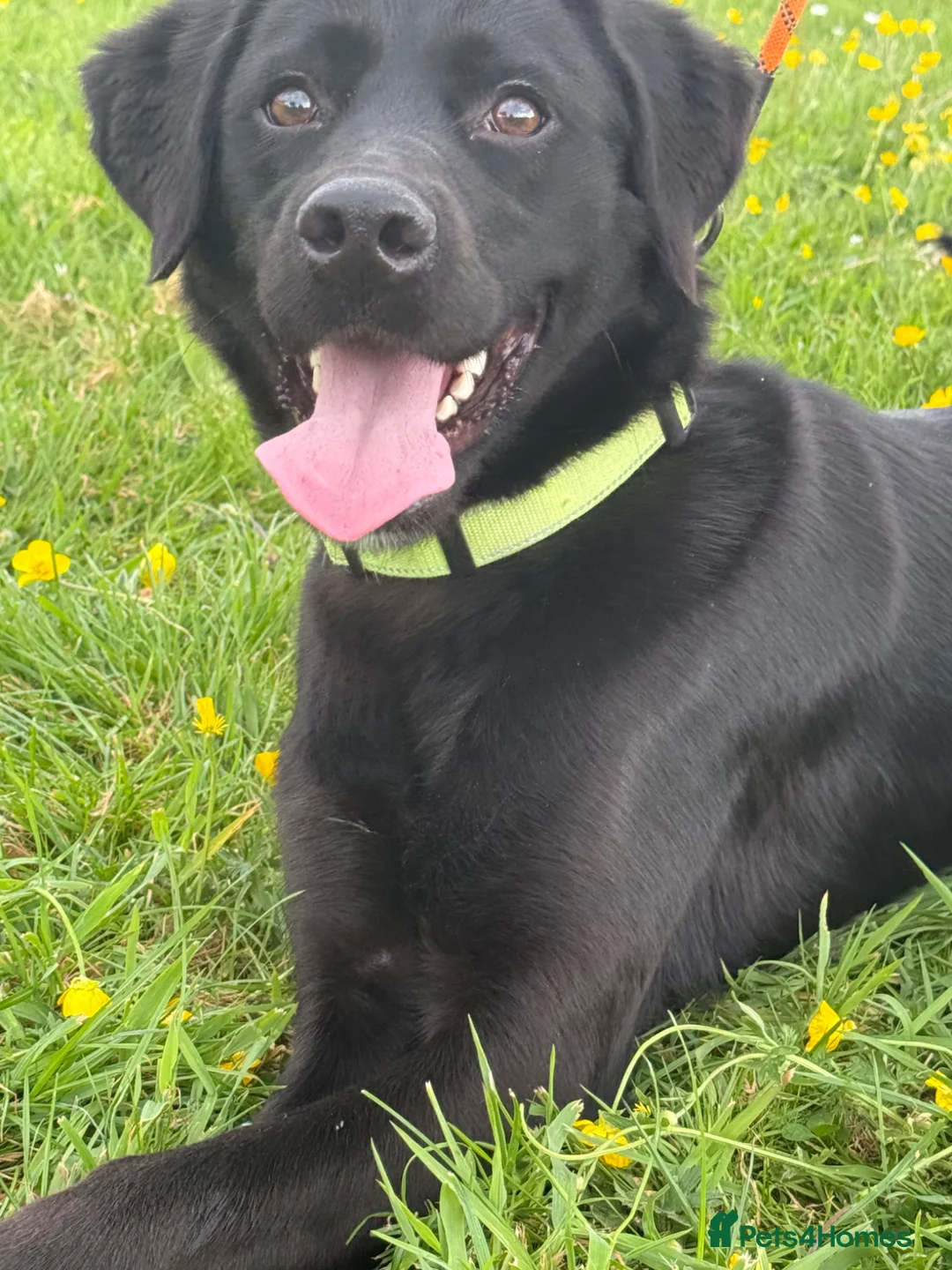 Mixed Breed dogs for sale: Labrador cross  - Advert 2