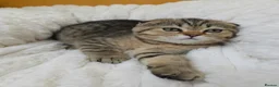British Shorthair cats for sale: Golden Tabby Kittens  - Advert 21