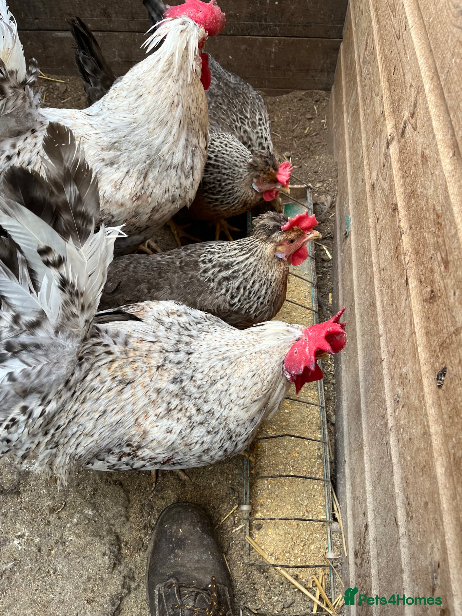 Chickens poultry Cream Crested Legbar Hatching Eggs  - Advert 2