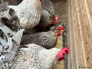 Chickens poultry Cream Crested Legbar Hatching Eggs - Advert 2