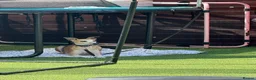 Mixed Breed dogs for sale: Beddlington whippets - Advert 1