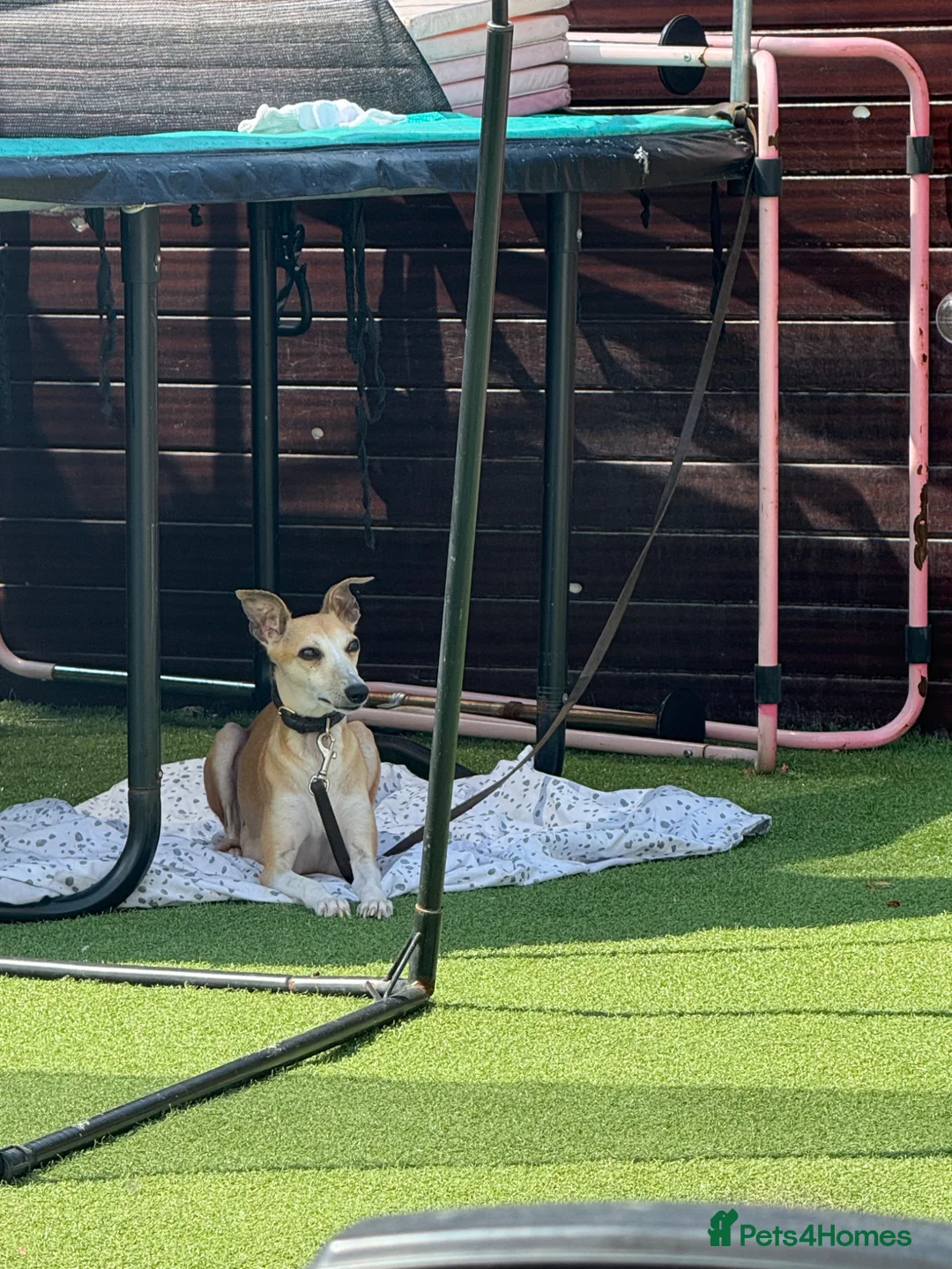 Mixed Breed dogs for sale: Beddlington whippets - Advert 1