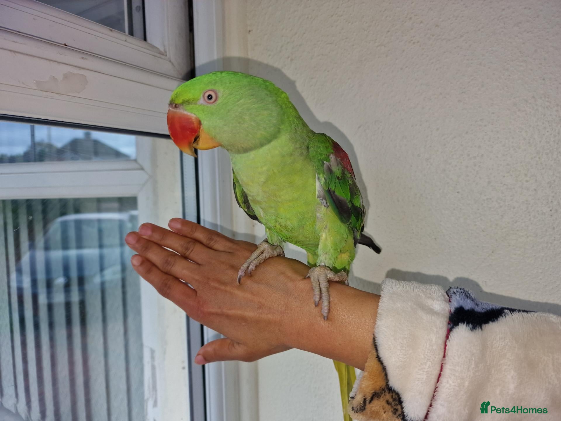 Parrots birds Super Tamed Alexanderian baby Parrot  - Advert 7
