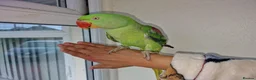 Parrots birds for sale: Super Tamed Alexanderian baby Parrot  - Advert 1