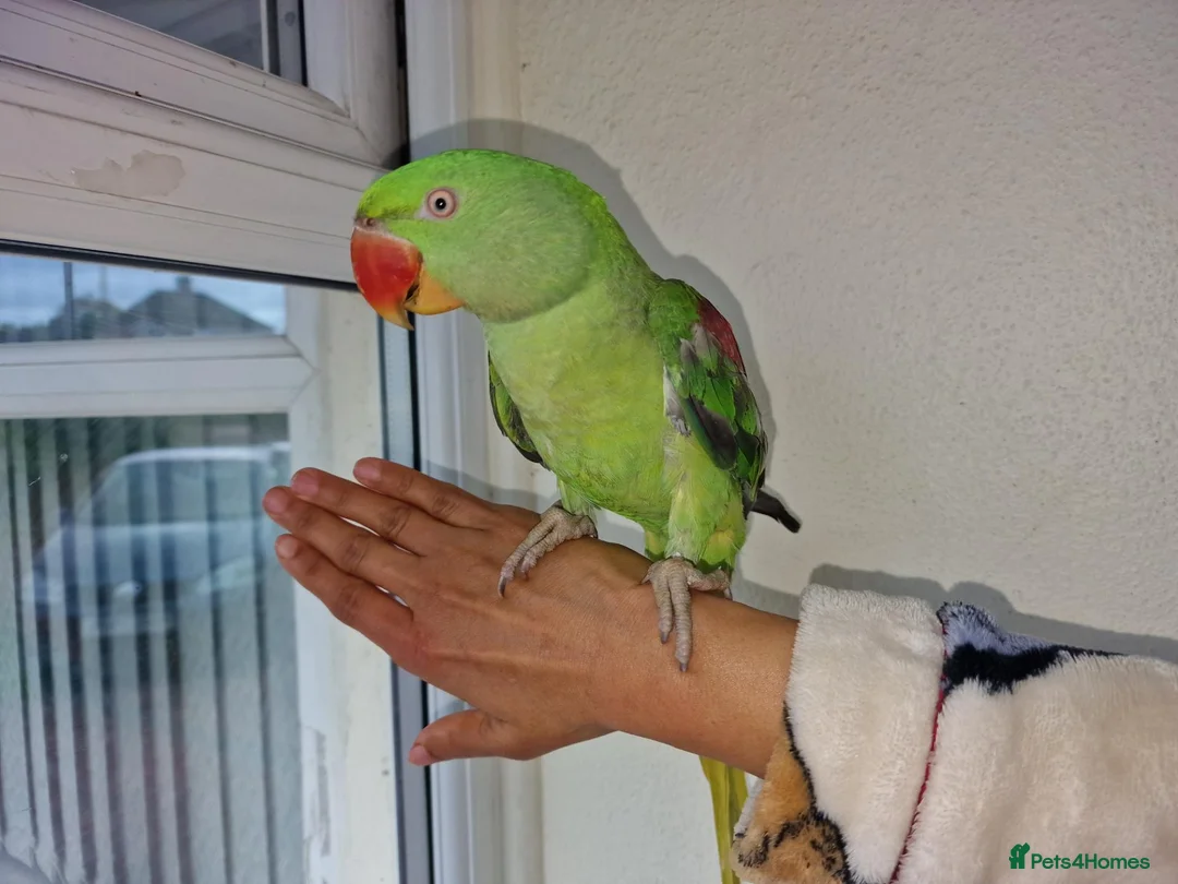 Parrots birds for sale: Super Tamed Alexanderian baby Parrot  - Advert 1