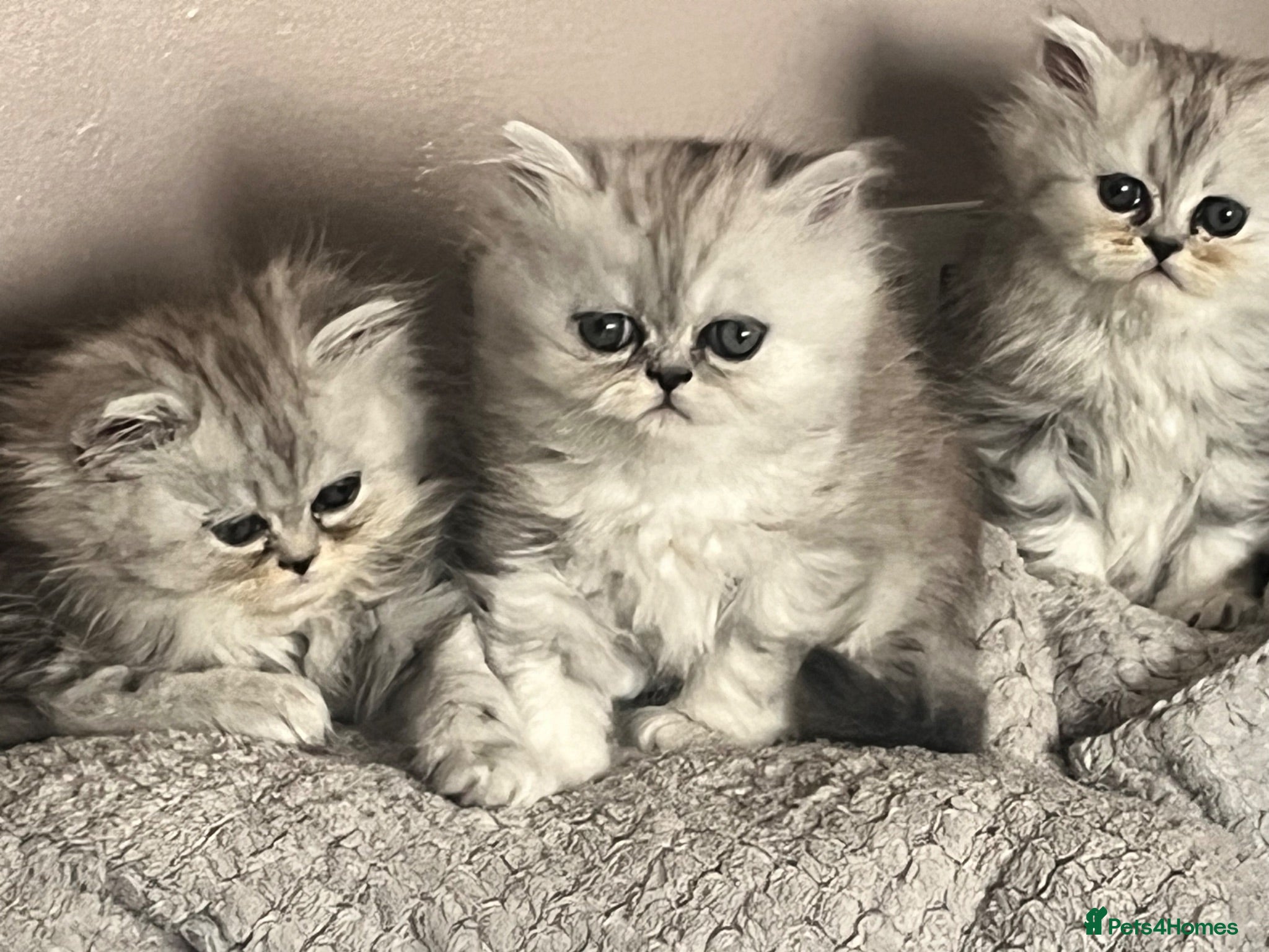 Persian cats Beautiful blue eyed Persian  - Advert 1