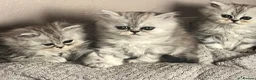 Persian cats for sale: Beautiful blue eyed Persian  - Advert 1