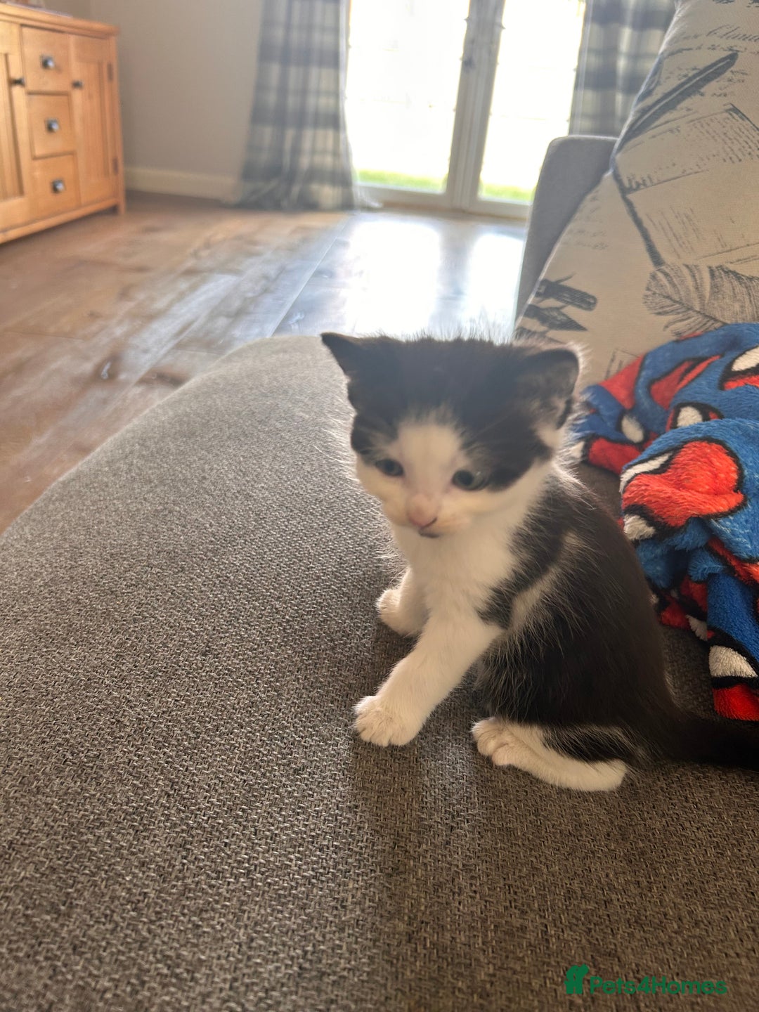 Domestic Shorthair cats for sale: Black and white shorthair kittens  - Image 3