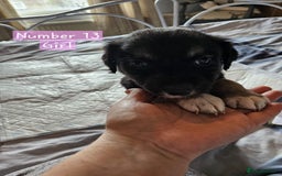 Mixed Breed dogs for sale: BEAUTIFUL LURCHER PUPPIES - Image 14